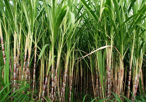 government eases ban on using sugarcane to produce alcohol, mills get breather